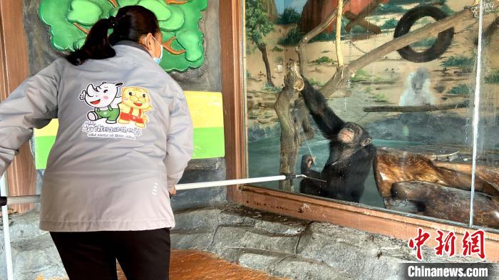 飼養(yǎng)員王令芳在打掃籠舍玻璃，“巧克力”便在籠舍內觀看?！O婷婷 攝