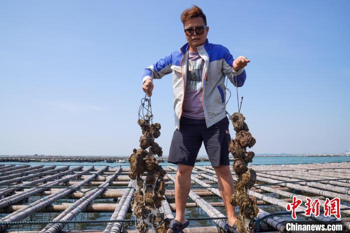 圖為養(yǎng)殖戶展示生蠔?！⊥跻哉?攝