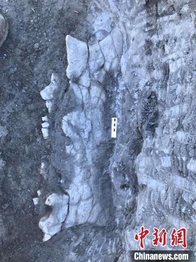 本次研究的化石標(biāo)本挖掘現(xiàn)場(chǎng)1(圖源：?ngel Galobart)。　施普林格·自然 供圖 