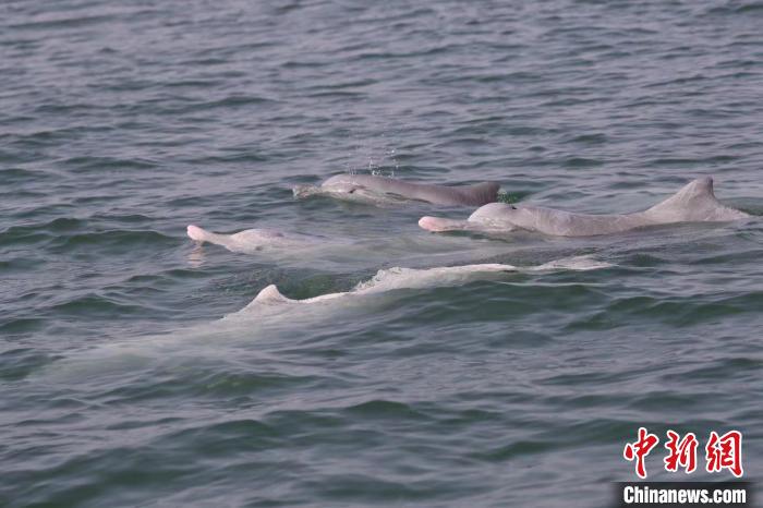 圖為中華白海豚?！≮w一 攝