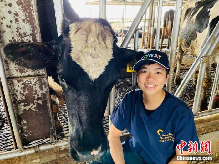 臺南康維乳牛?？圃\所獸醫(yī)師雷雁情曾到福州體驗當大熊貓“奶媽”，立志做大型草食動物獸醫(yī)。受訪者供圖