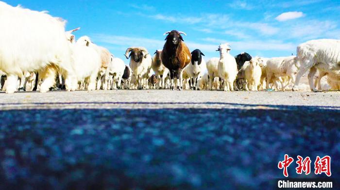 目前，新疆巴州和碩縣逾十萬(wàn)頭牲畜的冬季轉(zhuǎn)場(chǎng)工作已進(jìn)入尾聲，最遠(yuǎn)轉(zhuǎn)場(chǎng)距離逾150公里?！↓徠淇思痈?攝