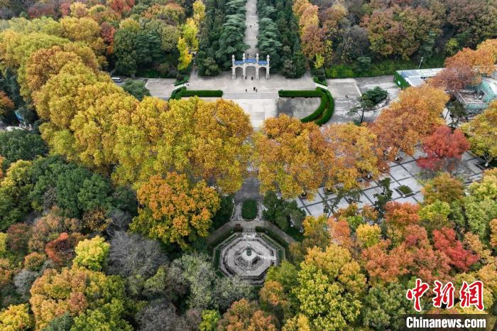 紫金山一年中最美的景致就在眼前?！°蟛?攝