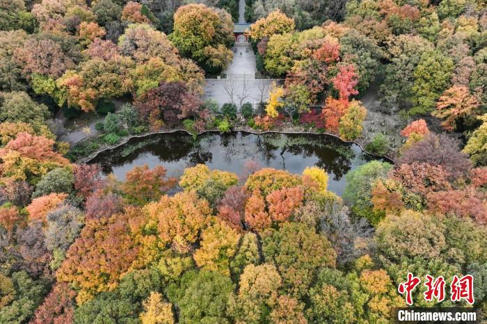 不同的樹木呈現(xiàn)不同的顏色?！°蟛?攝