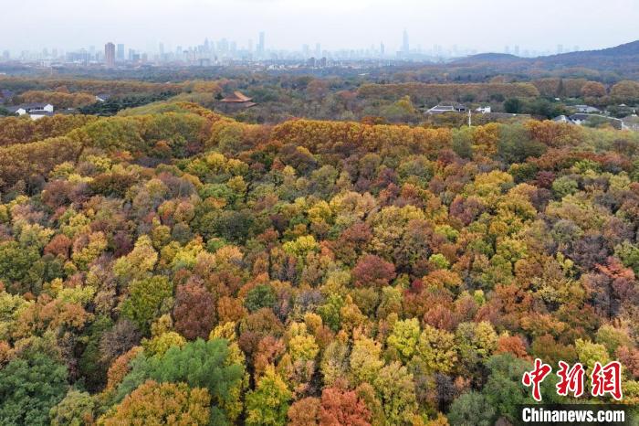 濃郁的色彩，呈現(xiàn)美麗畫卷?！°蟛?攝