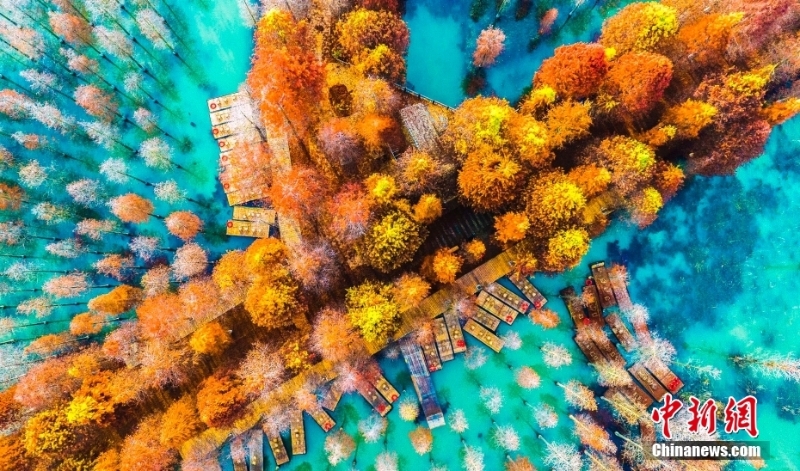 江蘇洪澤湖濕地水杉林色彩斑斕 景色如夢(mèng)似幻