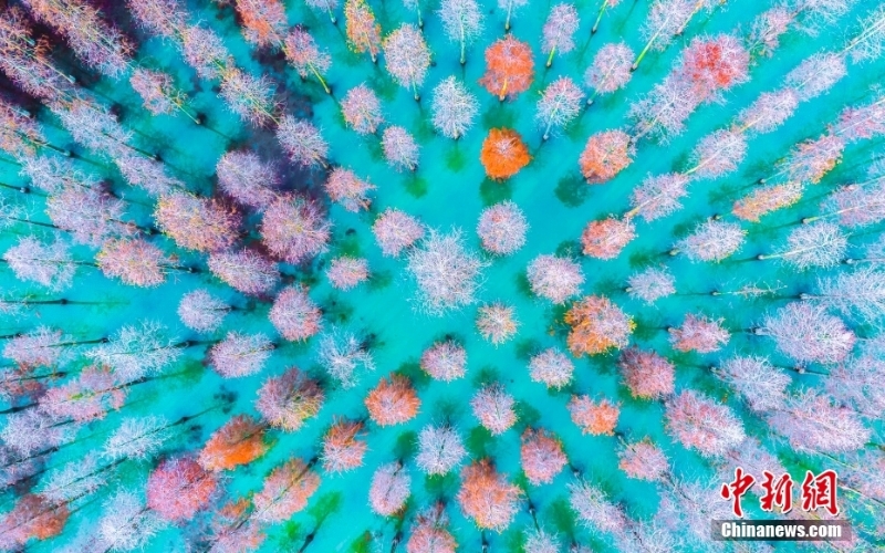 江蘇洪澤湖濕地水杉林色彩斑斕 景色如夢(mèng)似幻