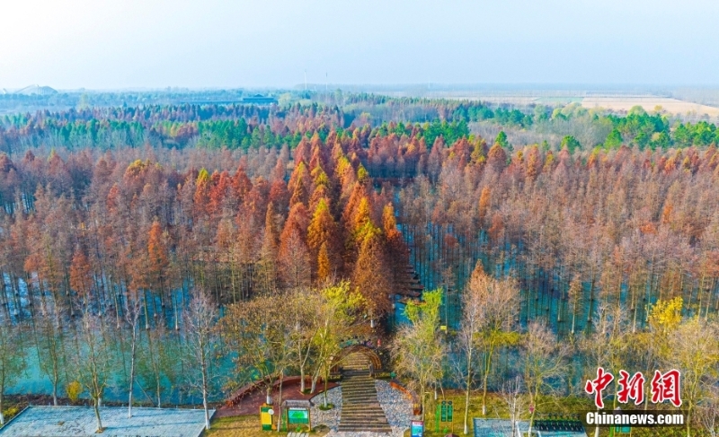 江蘇洪澤湖濕地水杉林色彩斑斕 景色如夢(mèng)似幻