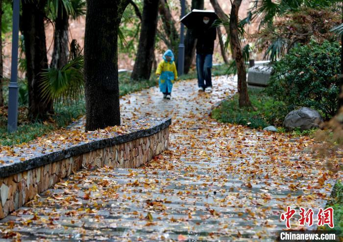 強寒潮來襲，武漢東湖邊沿湖大道落葉滿地。　張暢 攝