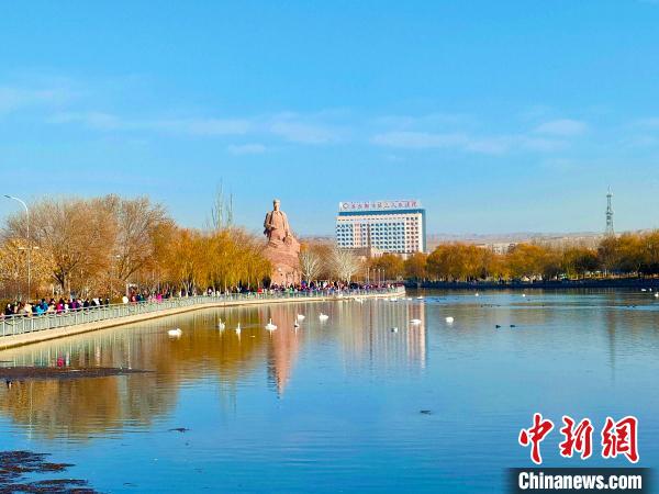 新疆庫爾勒杜鵑河上天鵝成群，吸引了不少市民駐足欣賞、拍照?！强?攝