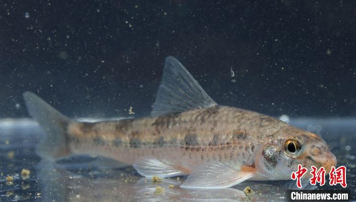 甌江小鰾鮈?！≈鞛I清 攝