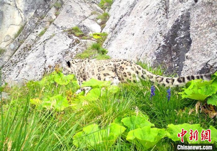 大熊貓國(guó)家公園汶川園區(qū)發(fā)現(xiàn)的雪豹?！〈笮茇垏?guó)家公園汶川管理總站供圖