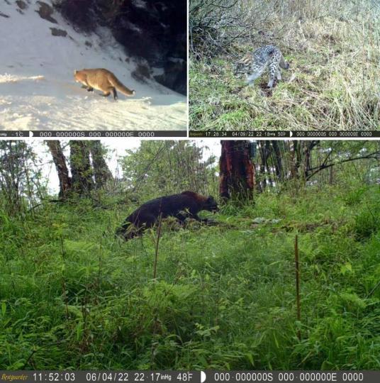 金貓亮相秦嶺林區(qū)?！￡兾魇×謽I(yè)局供圖