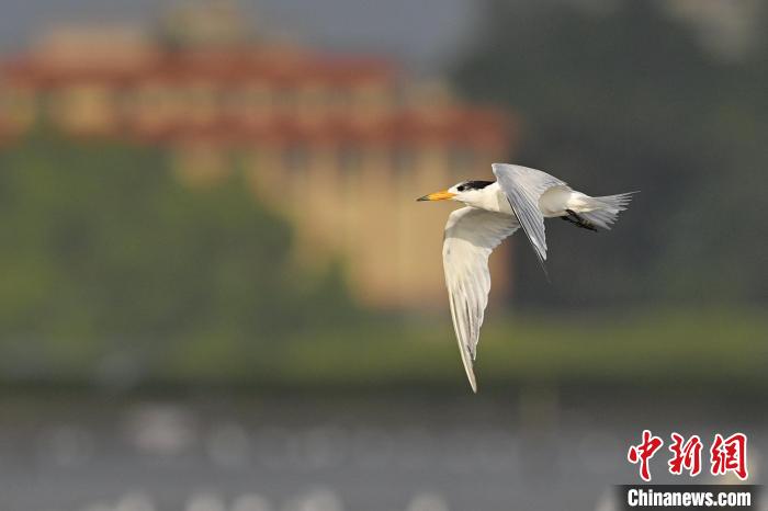 廣東湛江沿海時隔3年再次發(fā)現(xiàn)中華鳳頭燕鷗