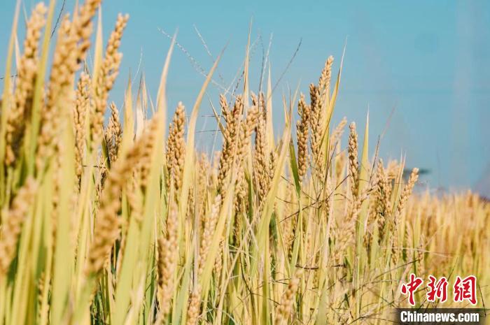 長勢(shì)喜人的稻谷在立冬之后顯得格外誘人。　張鵬 攝