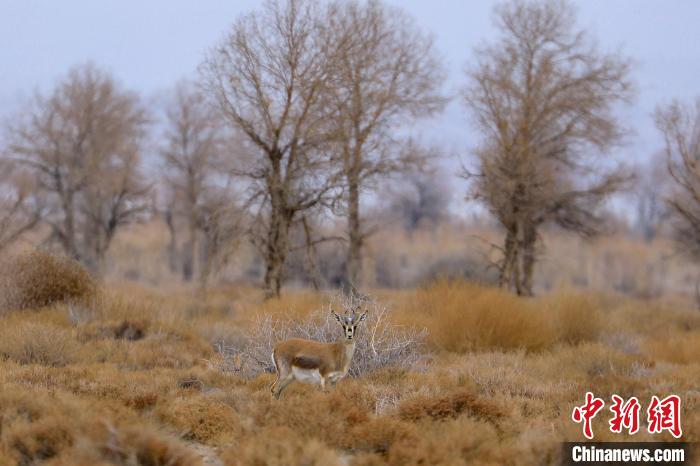 在新疆博湖縣境內(nèi)博斯騰湖南岸的戈壁灘上，鵝喉羚在覓食?！∧昀?攝