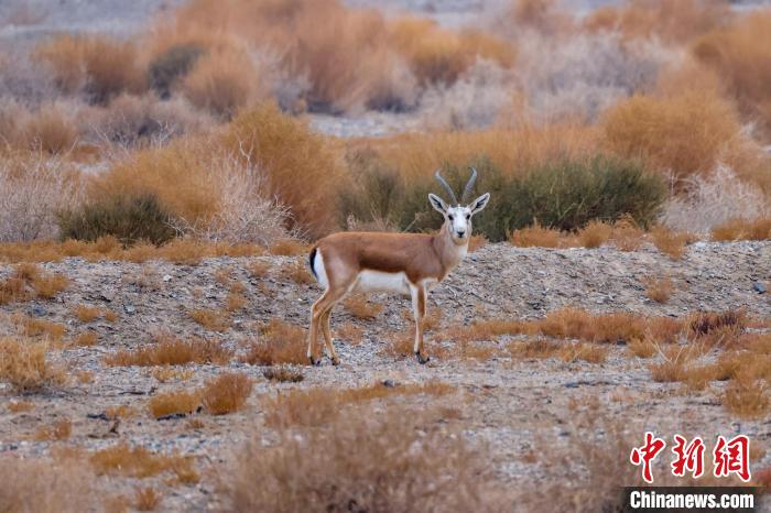 博斯騰湖擁有濕地、高山、戈壁等多樣地形地貌，為野生動(dòng)物的繁衍生息提供了優(yōu)越的自然條件?！『嚏?攝