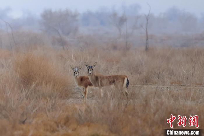 博斯騰湖南岸的戈壁灘上，鵝喉羚在悠閑漫步?！『嚏?攝