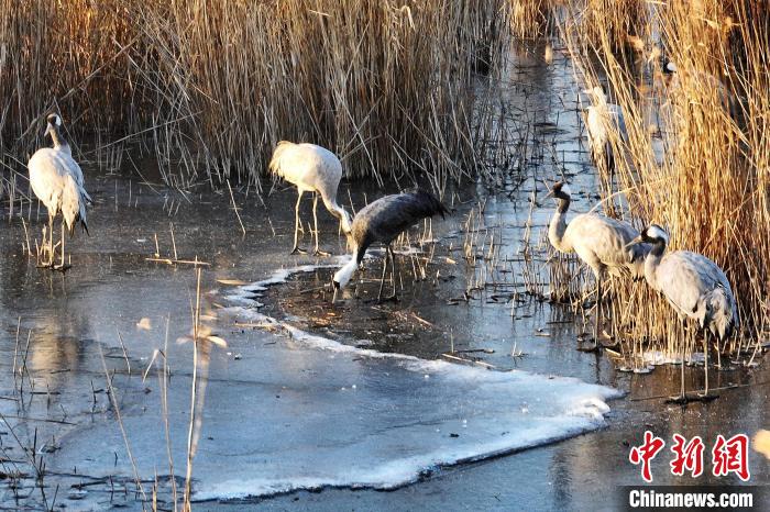 白頭鶴(中)啄破薄冰覓食?！±蠲?攝