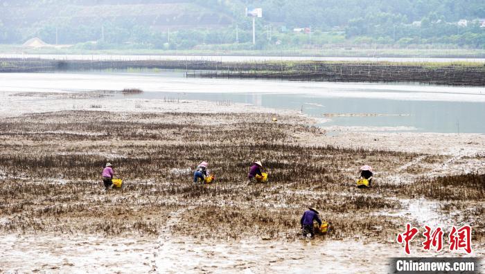 福建環(huán)三都澳濕地見聞：生態(tài)好了，來的人就多了