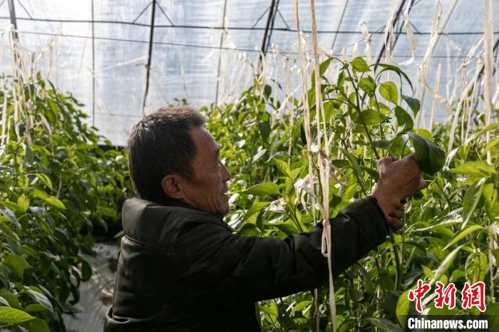 山西省襄垣縣種植農(nóng)戶“貓冬”致富“不打烊”。　王晨 攝