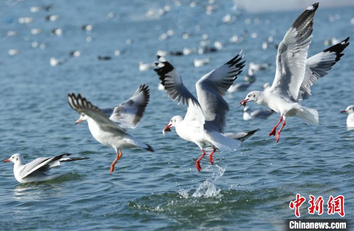 紅嘴鷗在平頂山白龜湖捕食?！↓嬊锵?攝