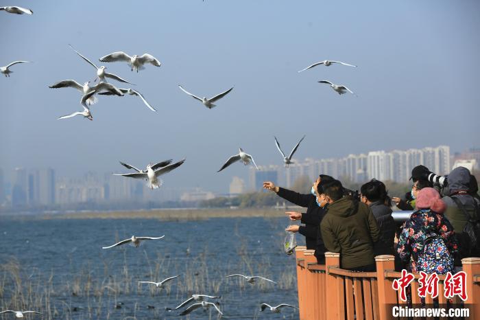 冬日賞鷗成為平頂山的一道風(fēng)景。　龐秋霞 攝