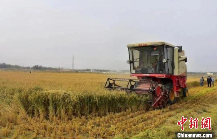 新疆喀什地區(qū)岳普湖海水稻種植基地收割現(xiàn)場。資料圖 岳普湖融媒體中心供圖