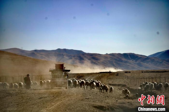 圖為牧民趕著牛羊向克其合灘草原轉(zhuǎn)場。(資料圖) 河南縣委宣傳部 供圖