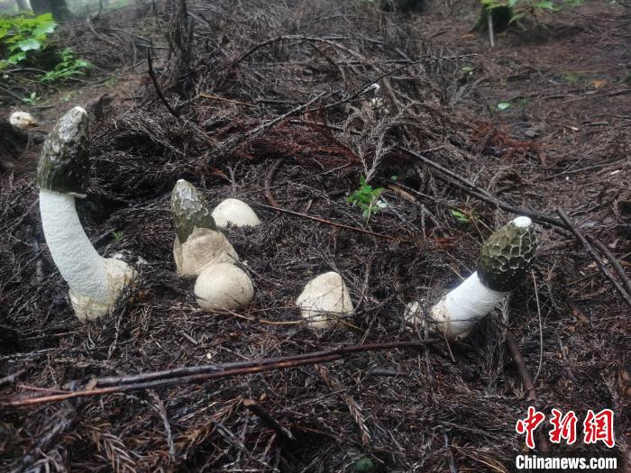 圖為真菌類冬蓀?！≠F陽市委宣傳部供圖