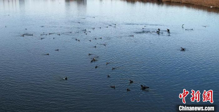 成群的鸕鶿打破了冬日湖面寂靜?！⊥蹊F良 攝