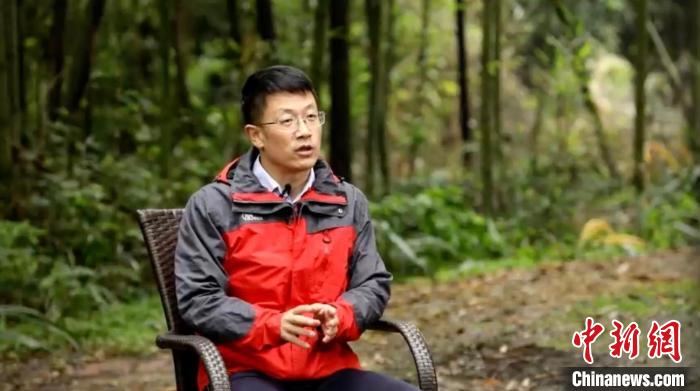 【科學的溫度】圈養(yǎng)大熊貓如何進行野化放歸？