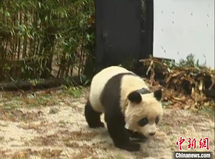 大熊貓“淘淘”放歸?！≈袊笮茇埍Ｗo研究中心供圖