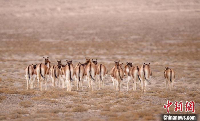 吳宏坤拍攝的野毛驢?！呛昀?攝