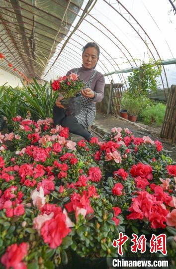 種植戶程彩正在打理花卉?！∠蚶?攝