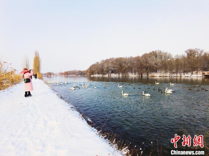 生態(tài)變好，濕地天鵝越來越多，吸引攝影愛好者和游客前來欣賞拍照?！￡愒伱?攝