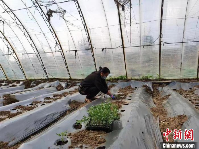 圖為內(nèi)蒙古赤峰市林西縣農(nóng)民在大棚里干活(資料圖)。　陳曉云 攝