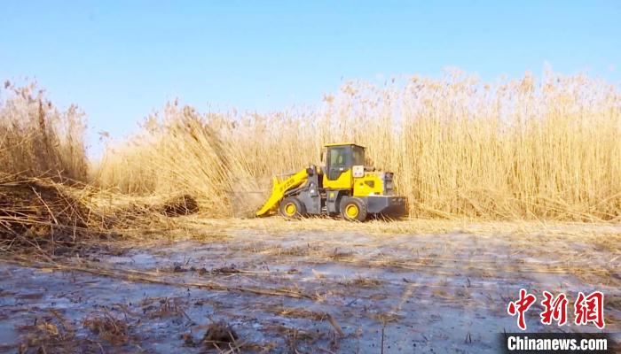 茫茫葦海馬達(dá)轟鳴、蘆花飛舞，呈現(xiàn)出一派繁忙的豐收景象?！∵_(dá)來(lái) 攝