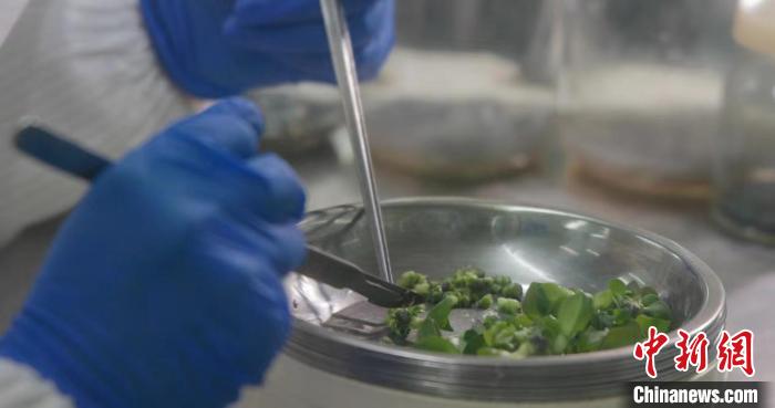 圖為接種室的技術(shù)人員為蝴蝶蘭的芽做“克隆手術(shù)”。　盒馬花園供圖