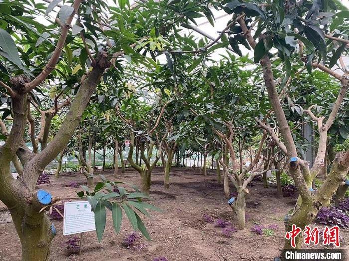 吉林新年“綠意盎然”:冬季農(nóng)博會展示中外農(nóng)業(yè)風情