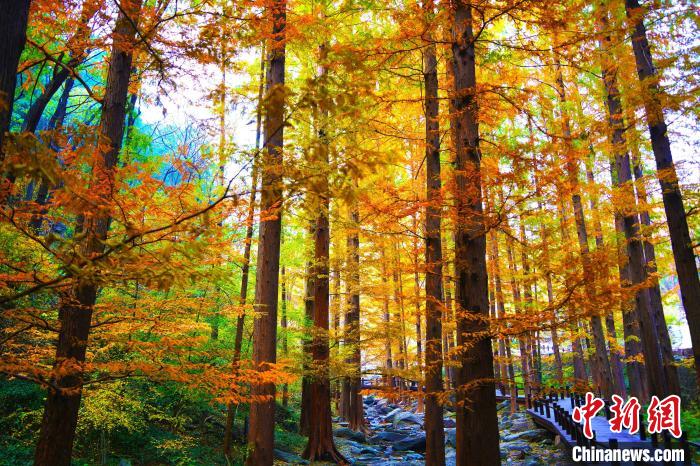 圖為國家植物園櫻桃溝景區(qū)?！”本┦泄珗@管理中心供圖