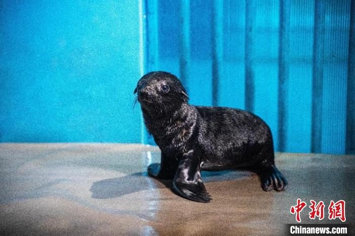 新年誕生的海獅寶寶?！⊥貊┕﹫D