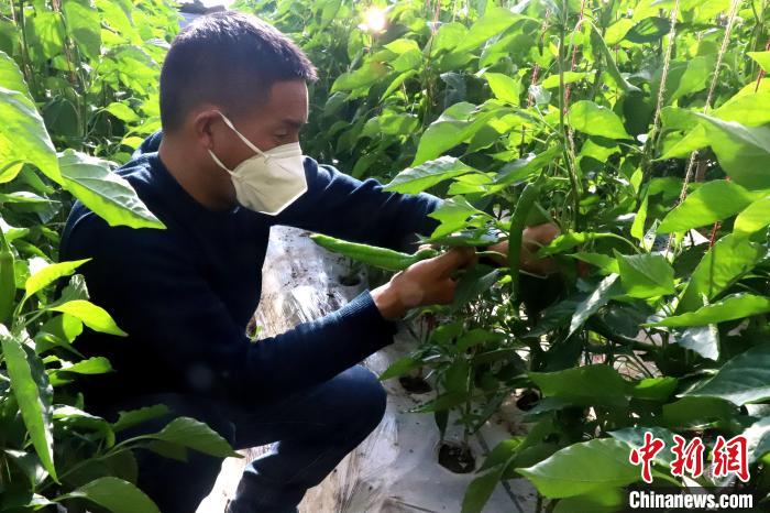 圖為辣椒采摘。　卻藏措 攝