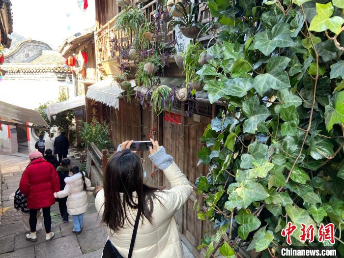 游客拍攝海螺花?！×植?攝