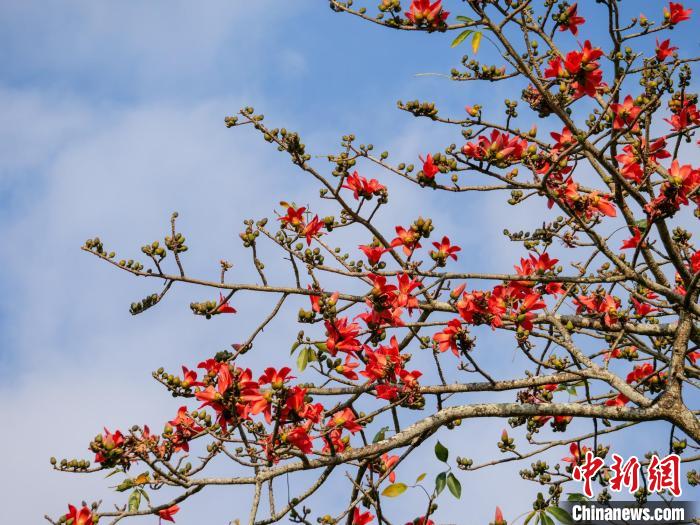 木棉花開(kāi)?！×栝?攝