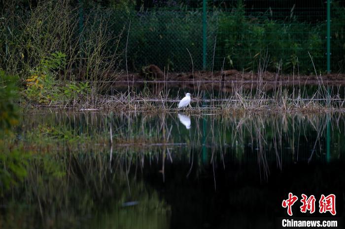 圖為野鴨湖濕地?！”本┦袌@林綠化局供圖