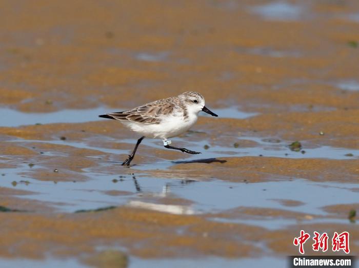 圖為光村銀灘戴淺藍色腳旗勺嘴鷸。　羅理想 攝