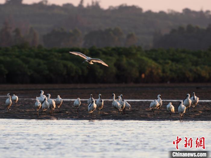 圖為黑臉琵鷺?！×_理想 　攝