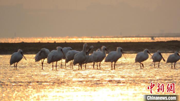 圖為黑臉琵鷺。　陳正平 　攝