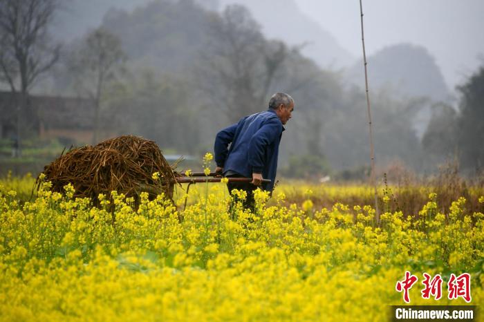 圖為農(nóng)民在油菜花田間勞作?！×喂飧?攝